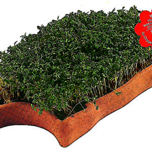 Kresse-Lamm-Geschenkset