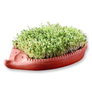 Römertopf Kresse-Igel mit Kressesaat