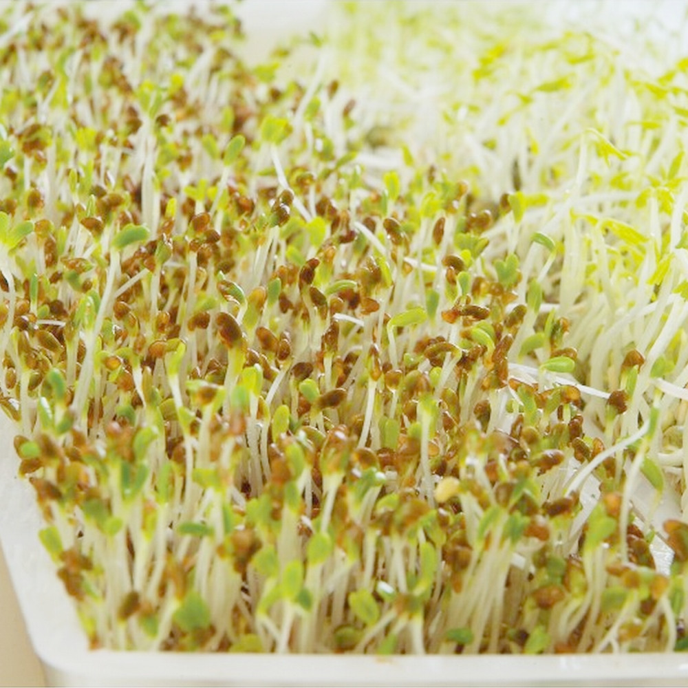 Easygreen Automatisches Keimgerät - Image 4