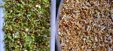 Easygreen Automatisches Keimgerät - Image 12